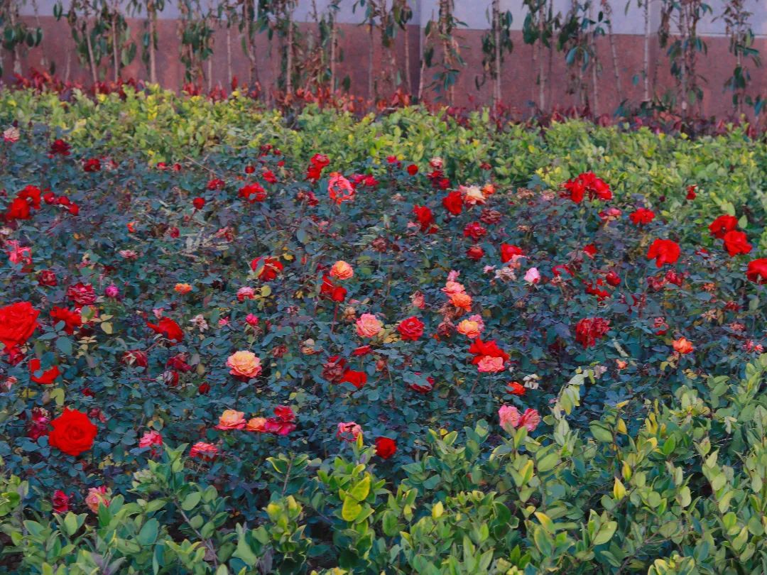 路边新种的小草拍摄:胡燕.JPG 图片